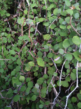 Image of Olearia quinquevulnera Heenan