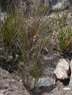 Image of Rhodocoma fruticosa (Thunb.) H. P. Linder