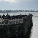 Image of Phalacrocorax punctatus punctatus (Sparrman 1786)