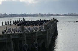 Image of Phalacrocorax punctatus punctatus (Sparrman 1786)