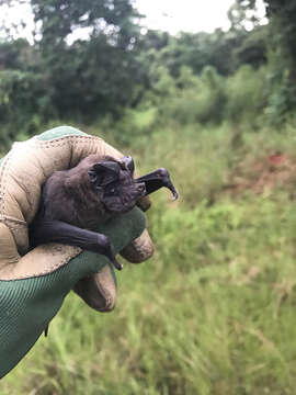 Image of Tadarine Free-tailed Bats