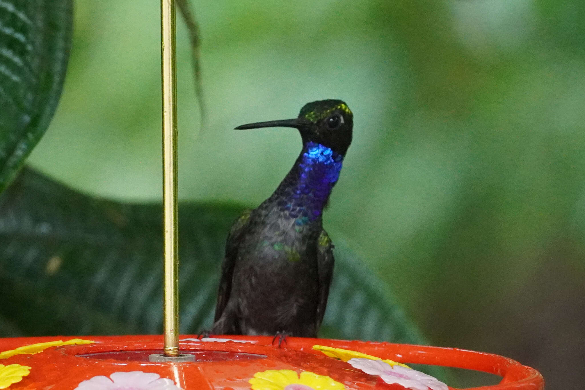 Image of Napo Sabrewing