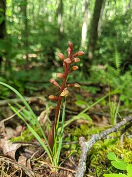 Image of Bentley's coralroot