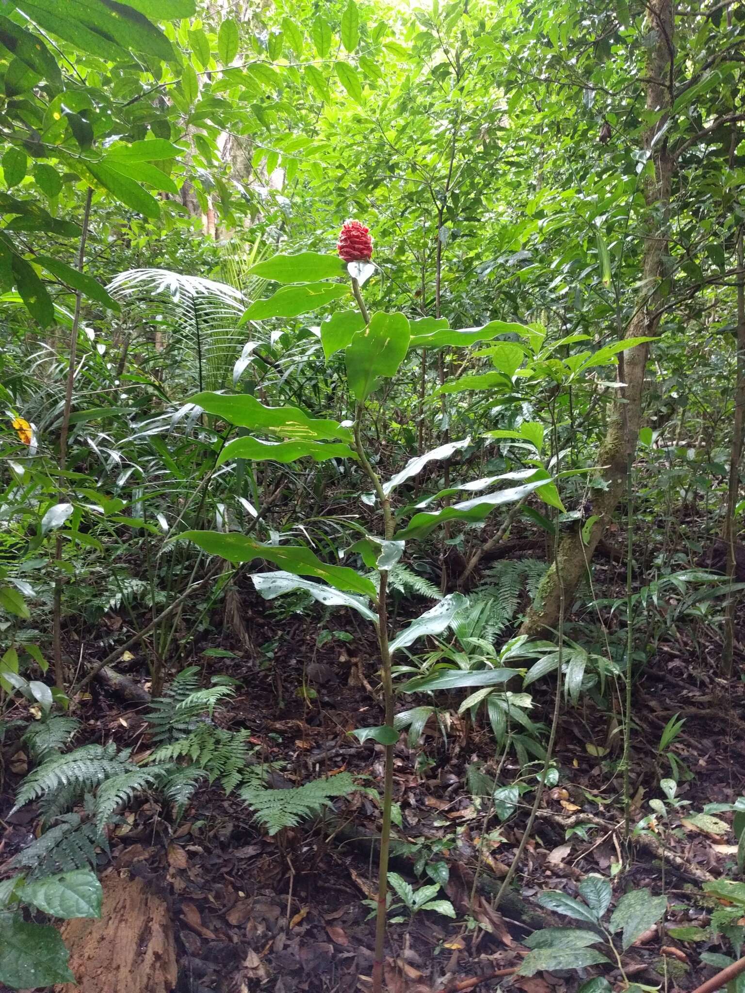 Costus montanus Maas的圖片