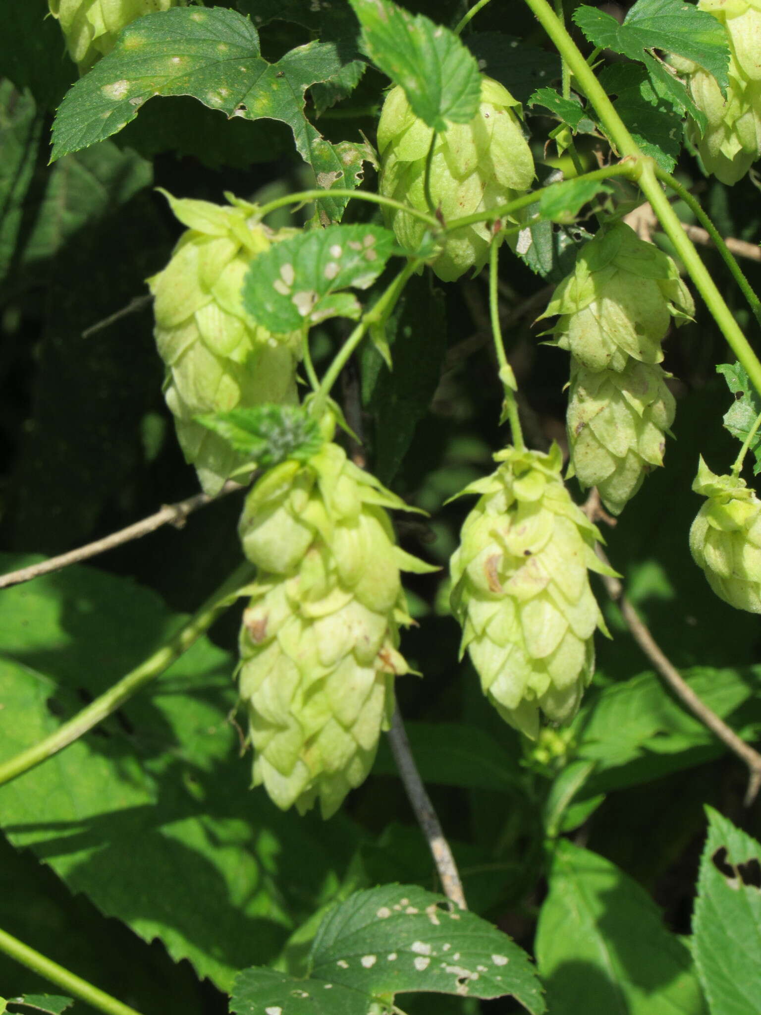 Image of hop