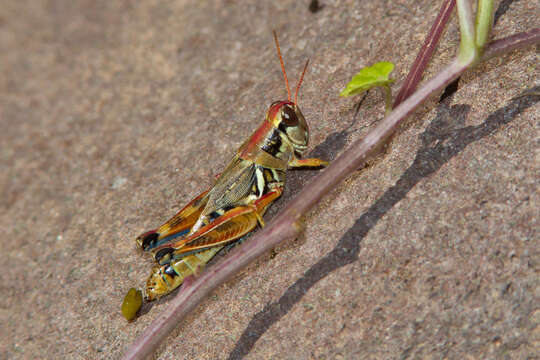 Melanoplus lakinus (Scudder & S. H. 1878)的圖片