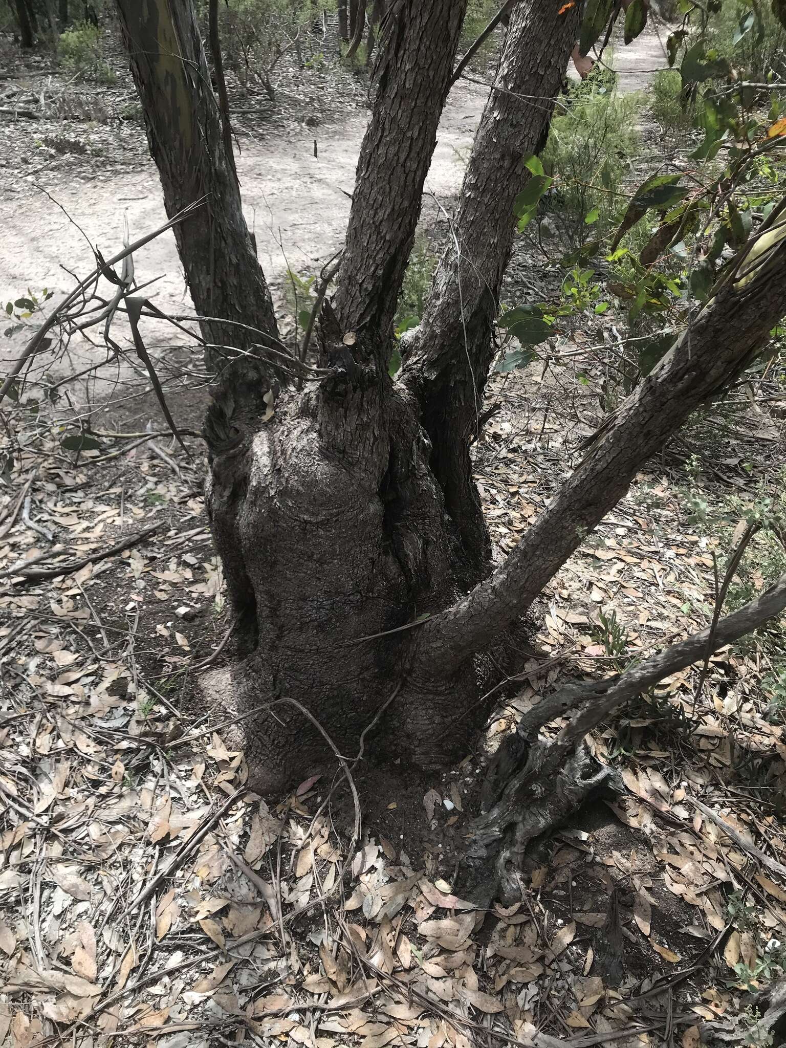 Слика од Eucalyptus behriana F. Müll.