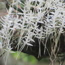 Image de Mystacidium capense (L. fil.) Schltr.