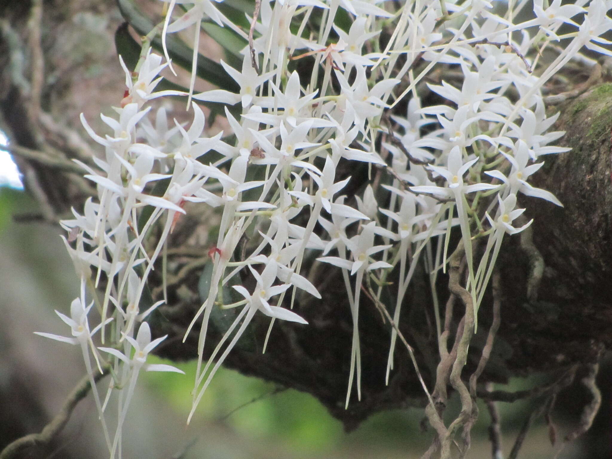 Image of Mystacidium capense (L. fil.) Schltr.