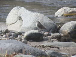 صورة Geospizopsis plebejus (Tschudi 1844)