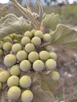 Image of Solanum crinitipes Dun.