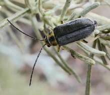 Imagem de Trirhabda sericotrachyla Blake 1931