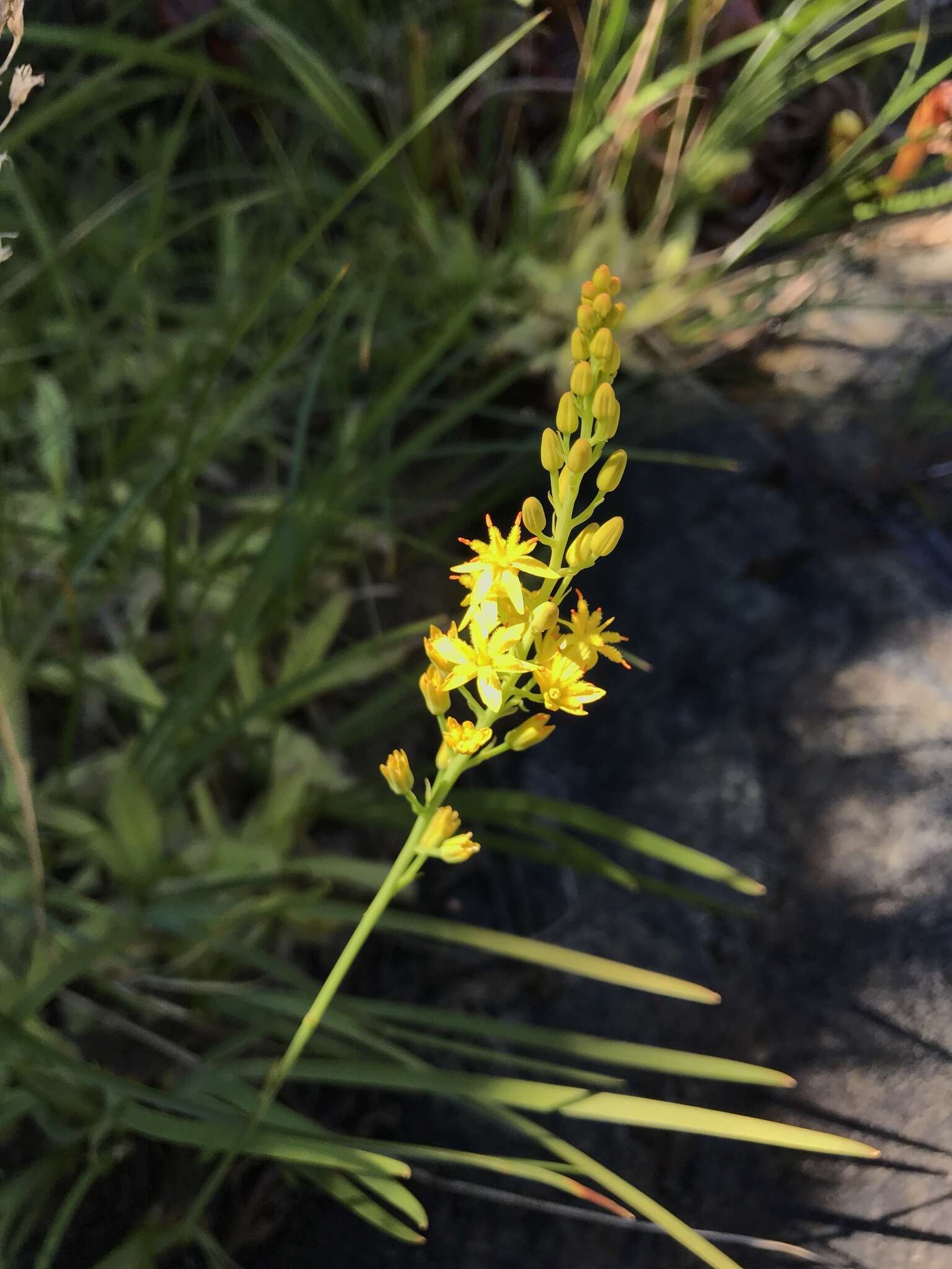 Image of California bog asphodel