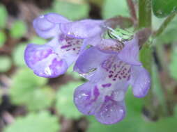 Image of Glechoma grandis (A. Gray) Kuprian.