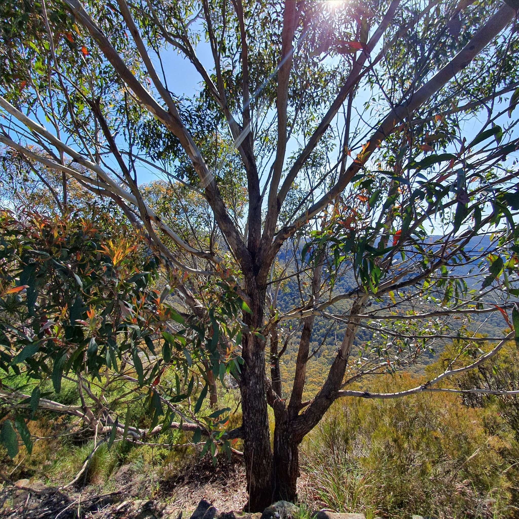 Image of Eucalyptus blaxlandii Maiden & Cambage