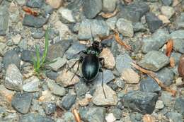 Image of Carabus (Archicarabus) nemoralis prasinotinctus Heyden 1880