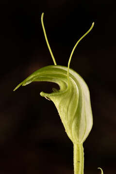 Image of Blunt-tongue greenhood