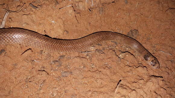 Image of Unbanded Shovel-nosed Snake