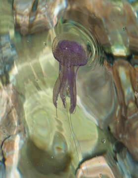 Image of Purplestriped jellyfishes