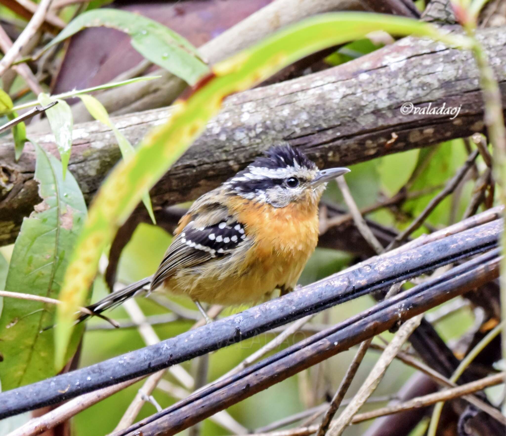 Image of Bertoni's Antbird