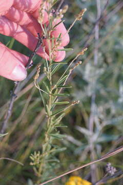 Imagem de Lespedeza leptostachya A. Gray