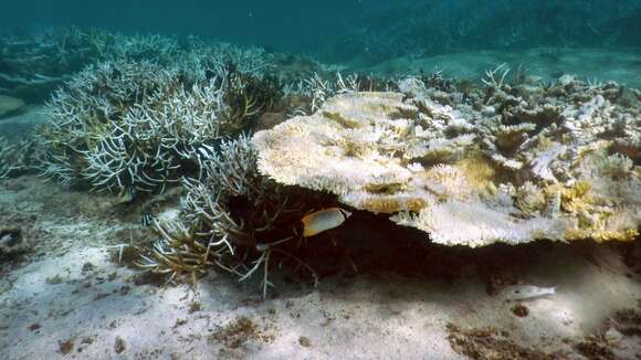 Image of Acropora Butterfly