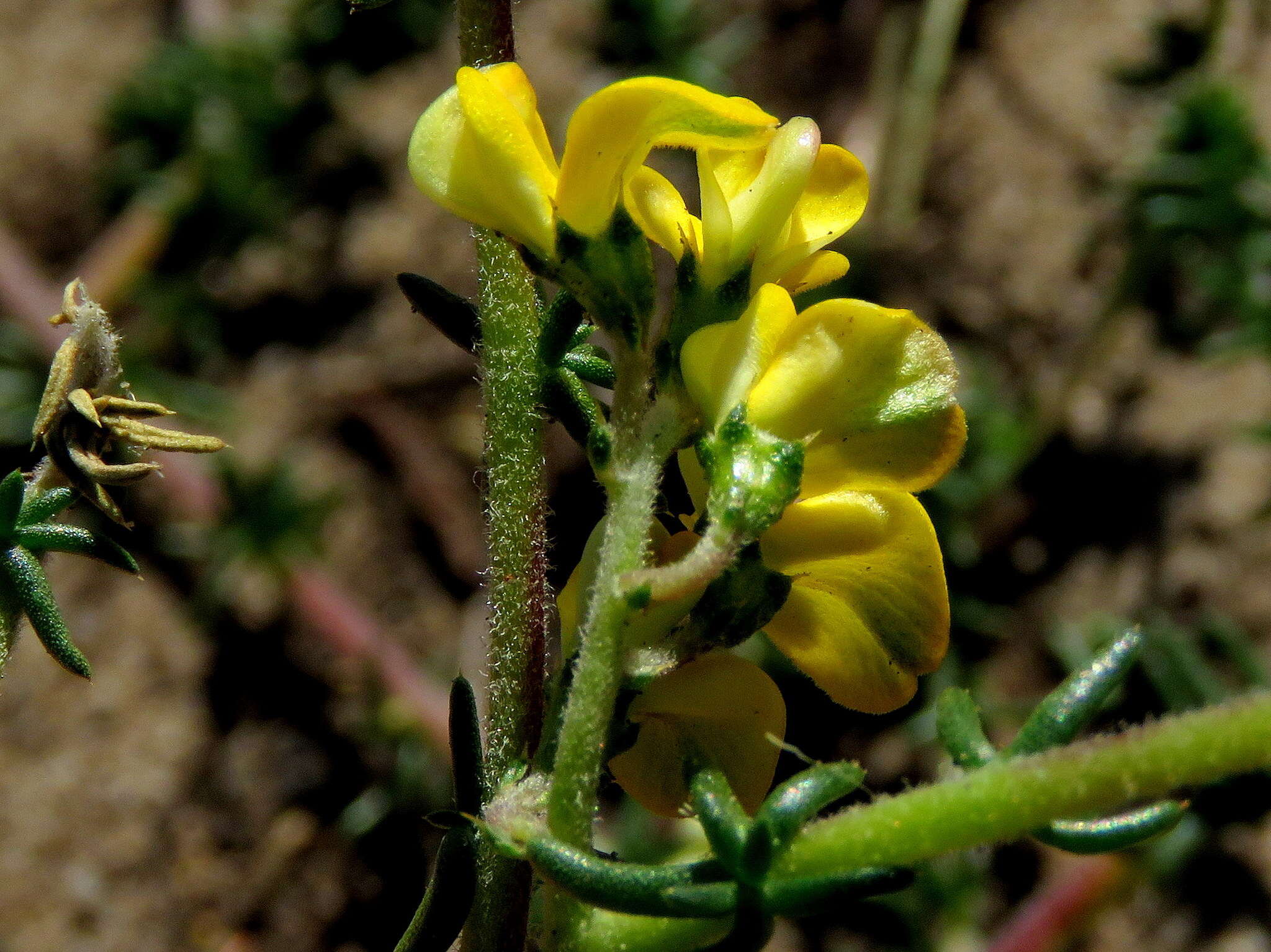 Image of Aspalathus divaricata subsp. divaricata