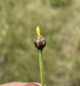 Image of Chapman's Yellow-Eyed-Grass