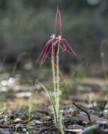 Caladenia exilis subsp. vanleeuwenii Hopper & A. P. Br.的圖片