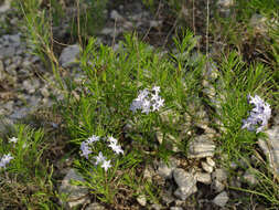 Imagem de Amsonia ciliata var. texana (A. Gray) J. M. Coult.