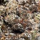 Image of short-beaked aloe-moss
