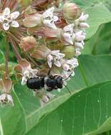 Image of Carpenter-mimic Leaf-cutter Bee