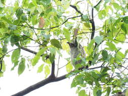 Image of Otus lettia glabripes (Swinhoe 1870)