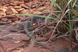 Image of Aspidoscelis tesselatus (Say 1822)