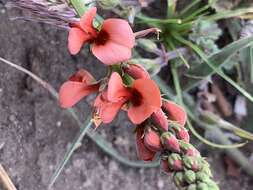 Слика од Indigofera complanata Spreng.