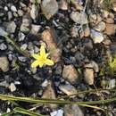 Imagem de Bobartia filiformis (L. fil.) Ker Gawl.