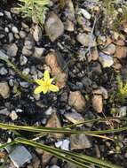 Image of Bobartia filiformis (L. fil.) Ker Gawl.