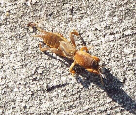 Image of Northern Mole Crickets