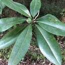 Image of Magnolia virginiana var. australis Sarg.