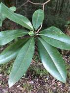 Image of Magnolia virginiana var. australis Sarg.