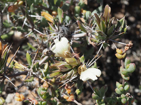 Image of Blepharis inermis (Nees) C. B. Cl.