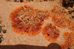 صورة Caloplaca elegantissima (Nyl.) Zahlbr.