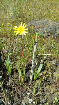 Plancia ëd Agoseris heterophylla (Nutt.) Greene