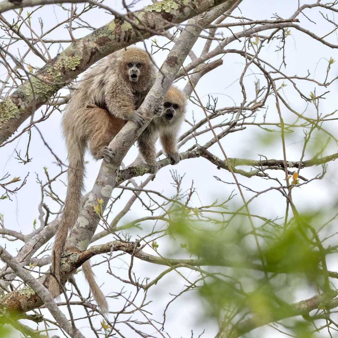 Image of Chacoan Titi Monkey