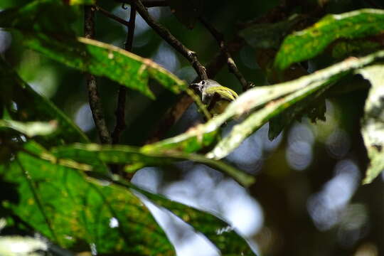 Image of Black-capped Pygmy Tyrant