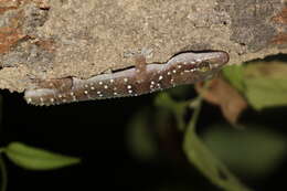 صورة Hemidactylus lankae Deraniyagala 1953