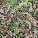 Image of Black-banded Trinket Snake