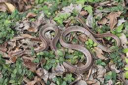 Plancia ëd Oreocryptophis porphyraceus kawakamii (Oshima 1911)