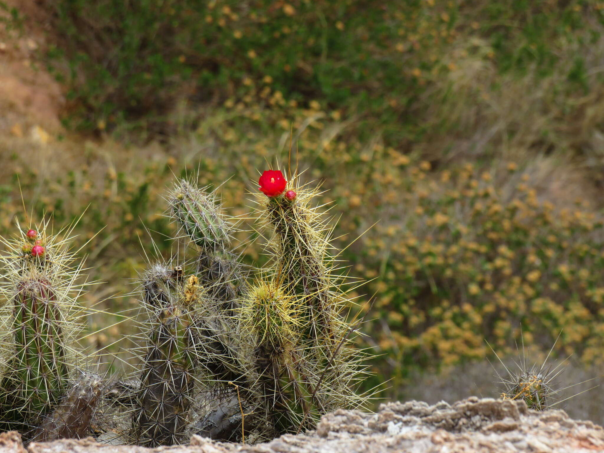 Corryocactus erectus (Backeb.) F. Ritter resmi