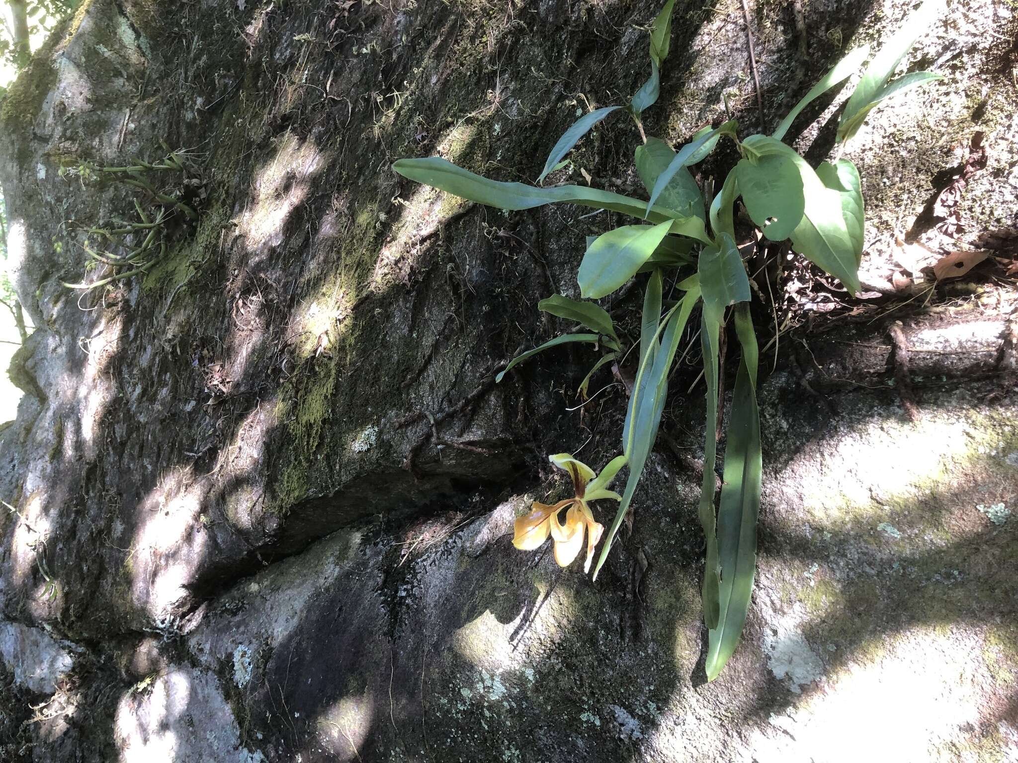 Sivun Paphiopedilum villosum (Lindl.) Stein kuva